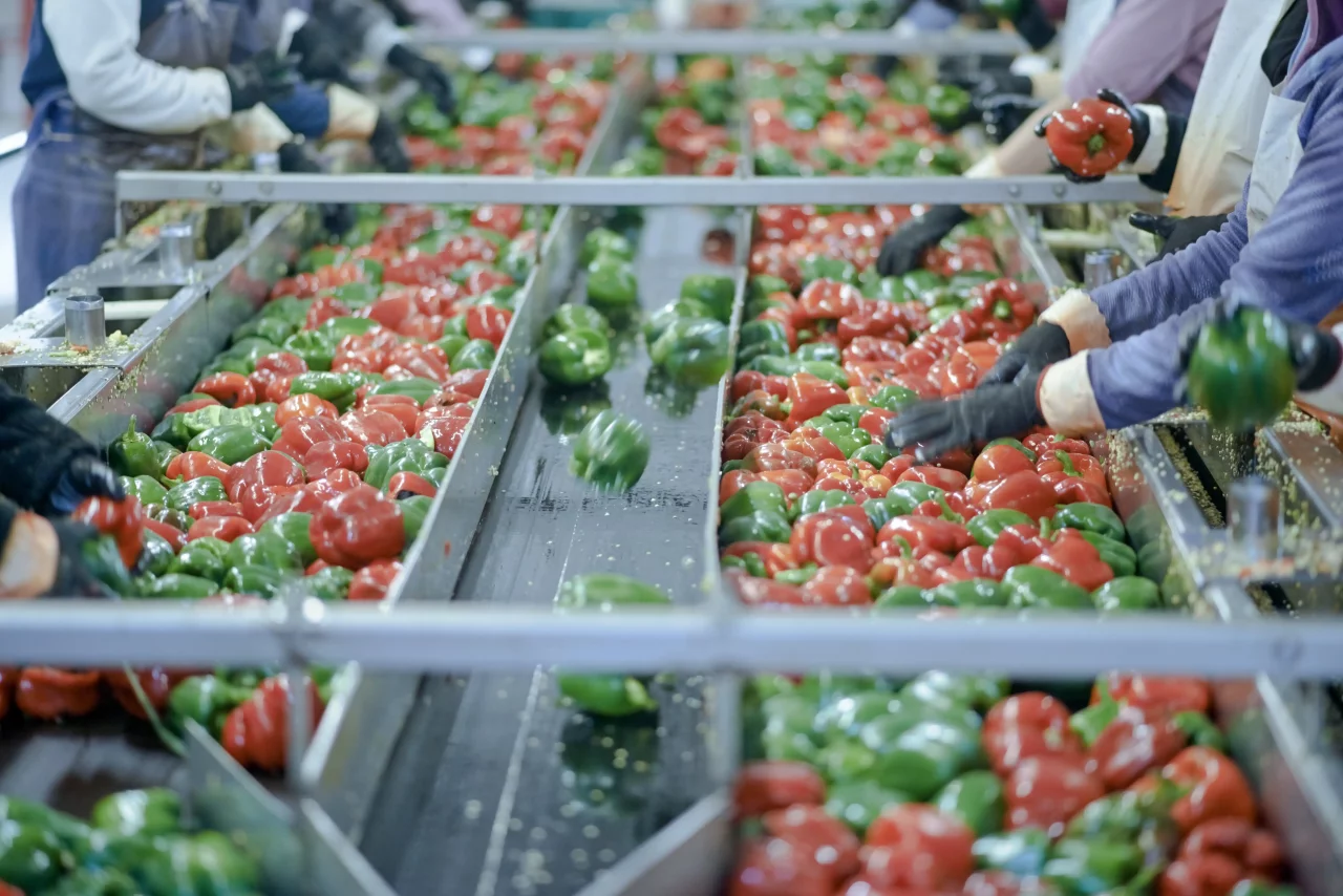 Peppers are inspected for quality.