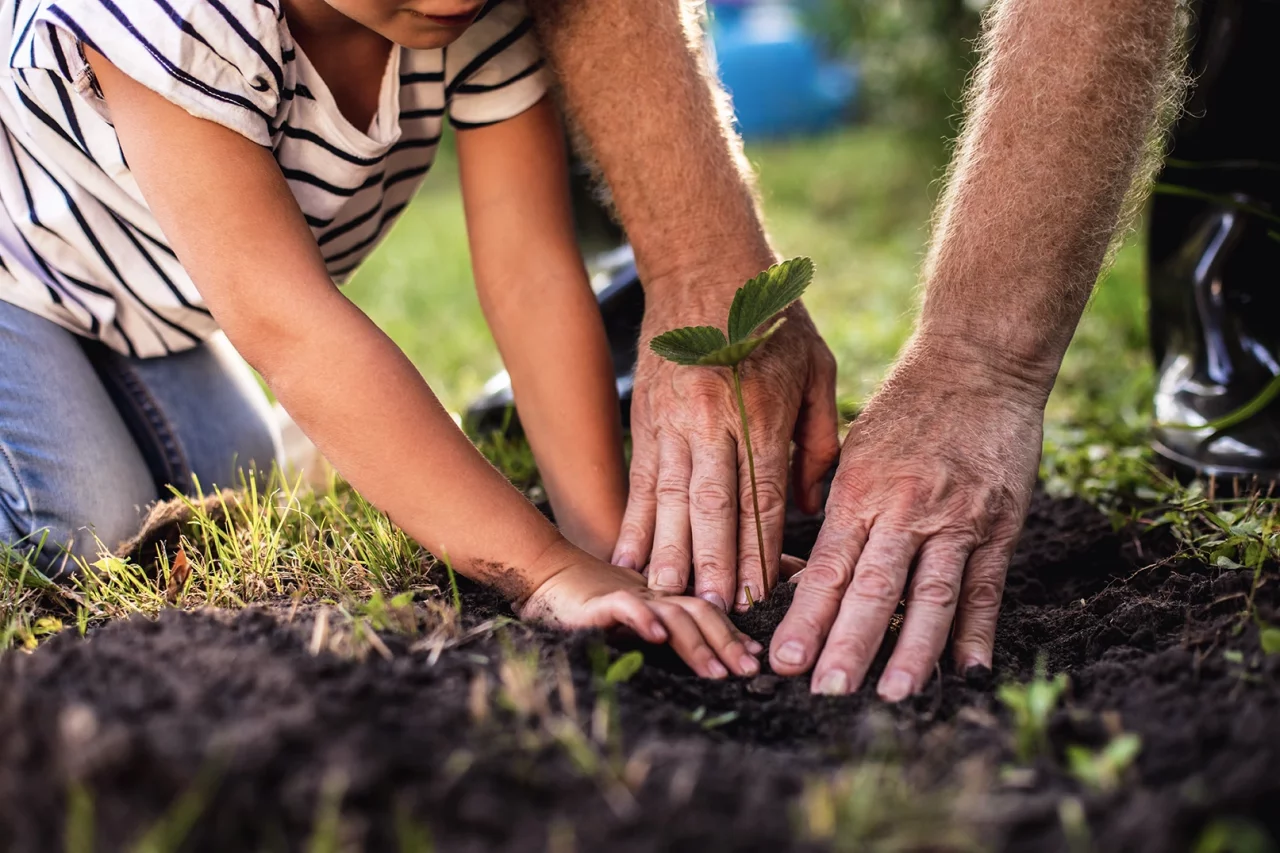 Zwei Paar Hände beim Einpflanzen von Saatgut in den Boden.